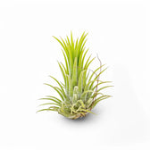 Tillandsia air plant with bright lime-green upright foliage