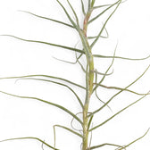Tillandsia caerulea close-up of leaf on white background.