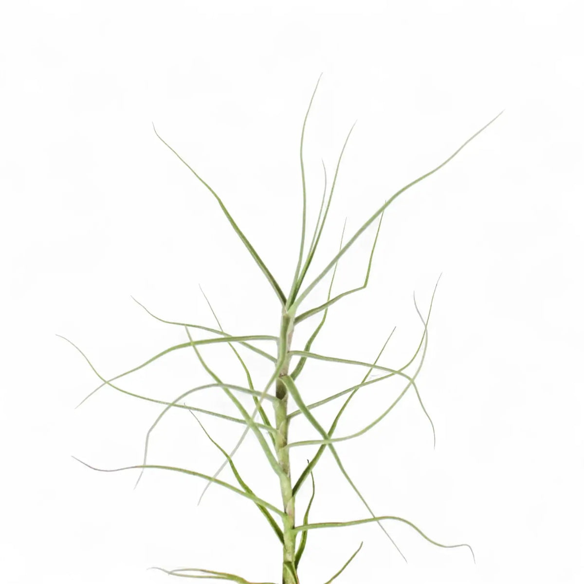 Tillandsia caerulea potted plant in nursery pot on white background.