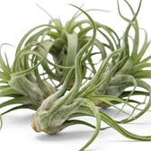 Close-up of Tillandsia caput-medusae showing its swollen base and curling grey-green leaves