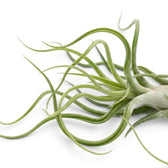 Tillandsia caput-medusae leaf detail with narrow twisting foliage and a silvery surface