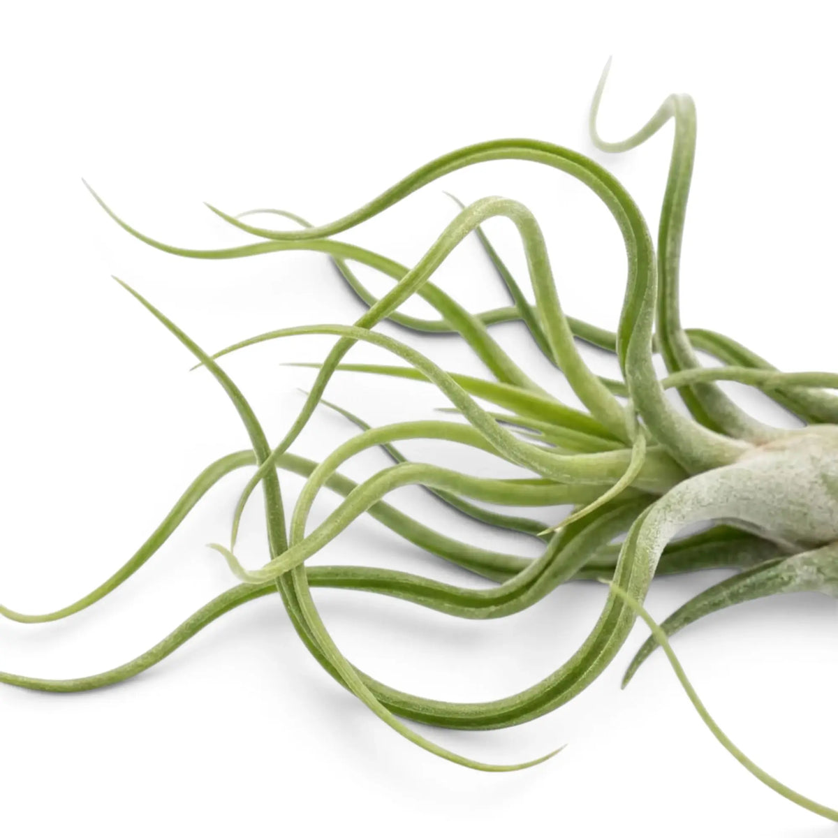 Tillandsia caput-medusae leaf detail with narrow twisting foliage and a silvery surface