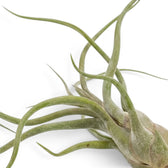 Close-up of the bulbous base and curled leaves of Tillandsia caput-medusae