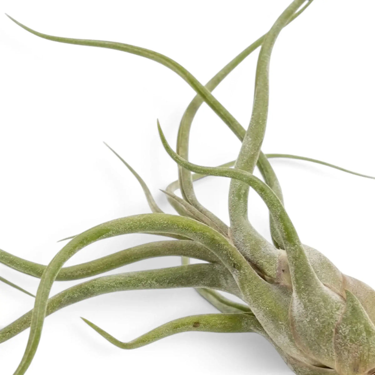 Close-up of the bulbous base and curled leaves of Tillandsia caput-medusae
