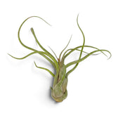 Tillandsia caput-medusae air plant with a swollen base and long curling grey-green leaves