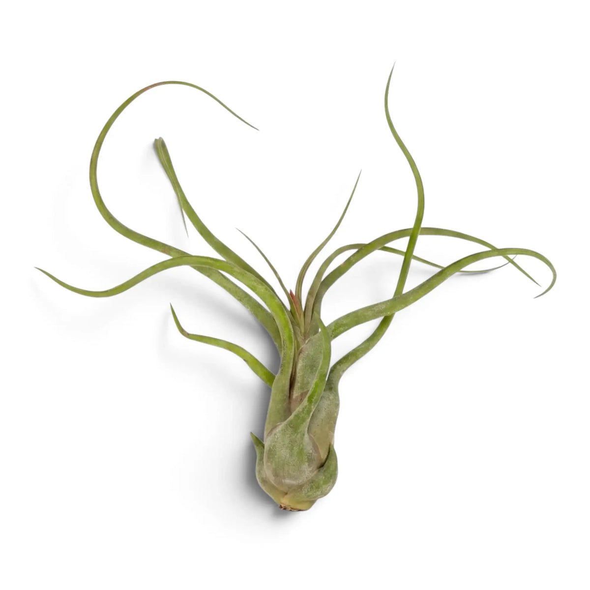 Tillandsia caput-medusae air plant with a swollen base and long curling grey-green leaves