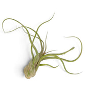 Tillandsia caput-medusae showing its bulbous base and twisting narrow grey-green foliage