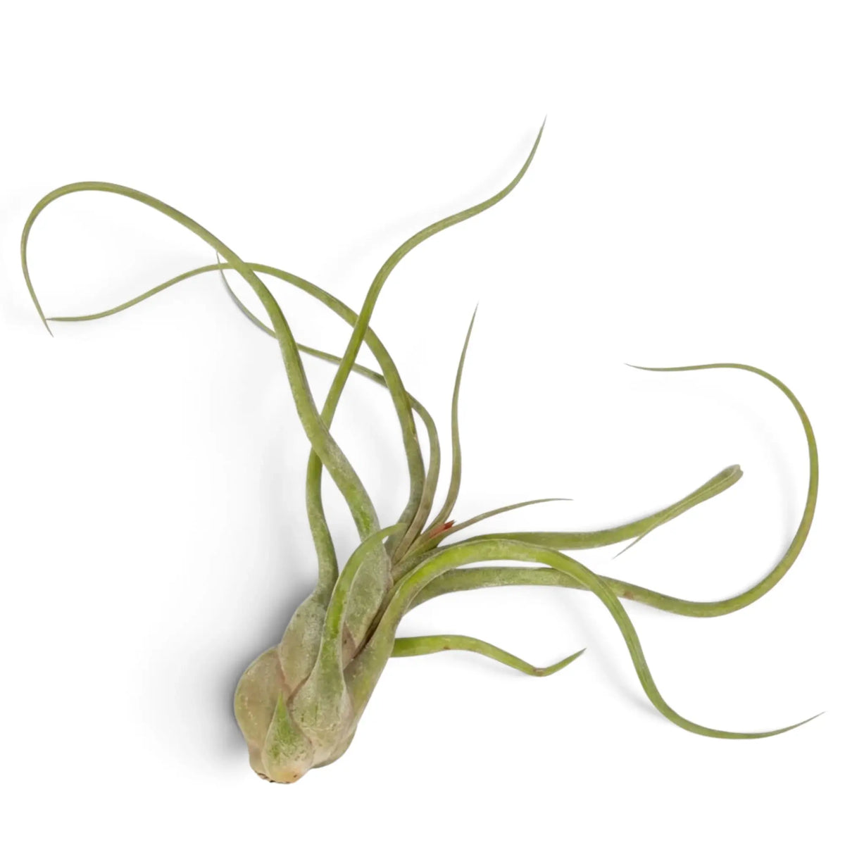 Tillandsia caput-medusae showing its bulbous base and twisting narrow grey-green foliage