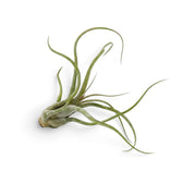 Tillandsia caput-medusae air plant with arching curled leaves radiating from a thickened base