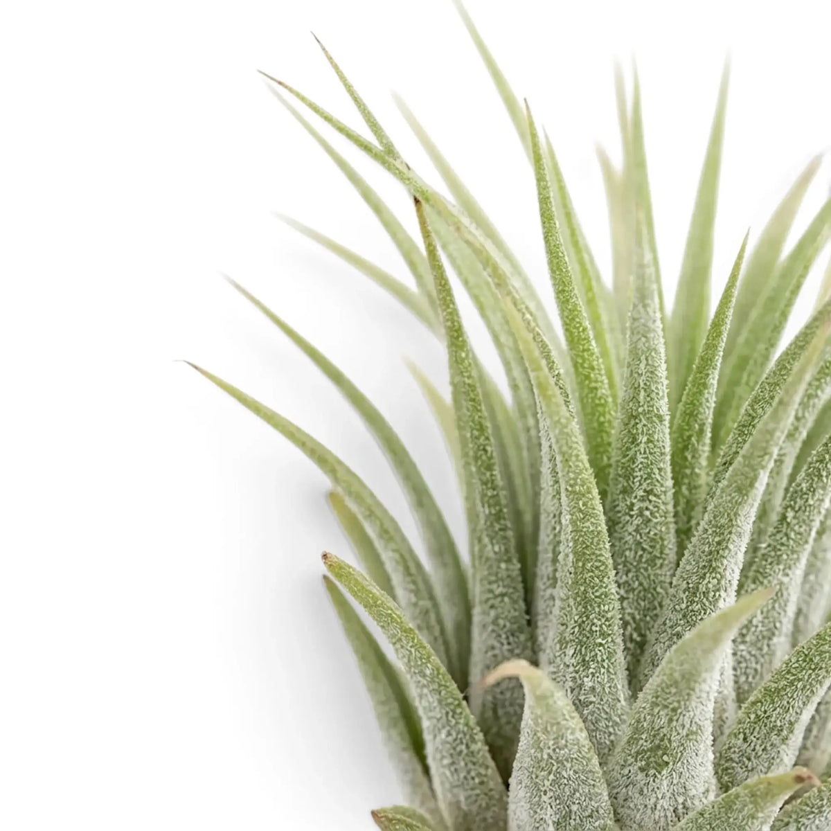 Tillandsia ionantha foliage close-up