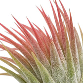 Tillandsia ionantha foliage close-up