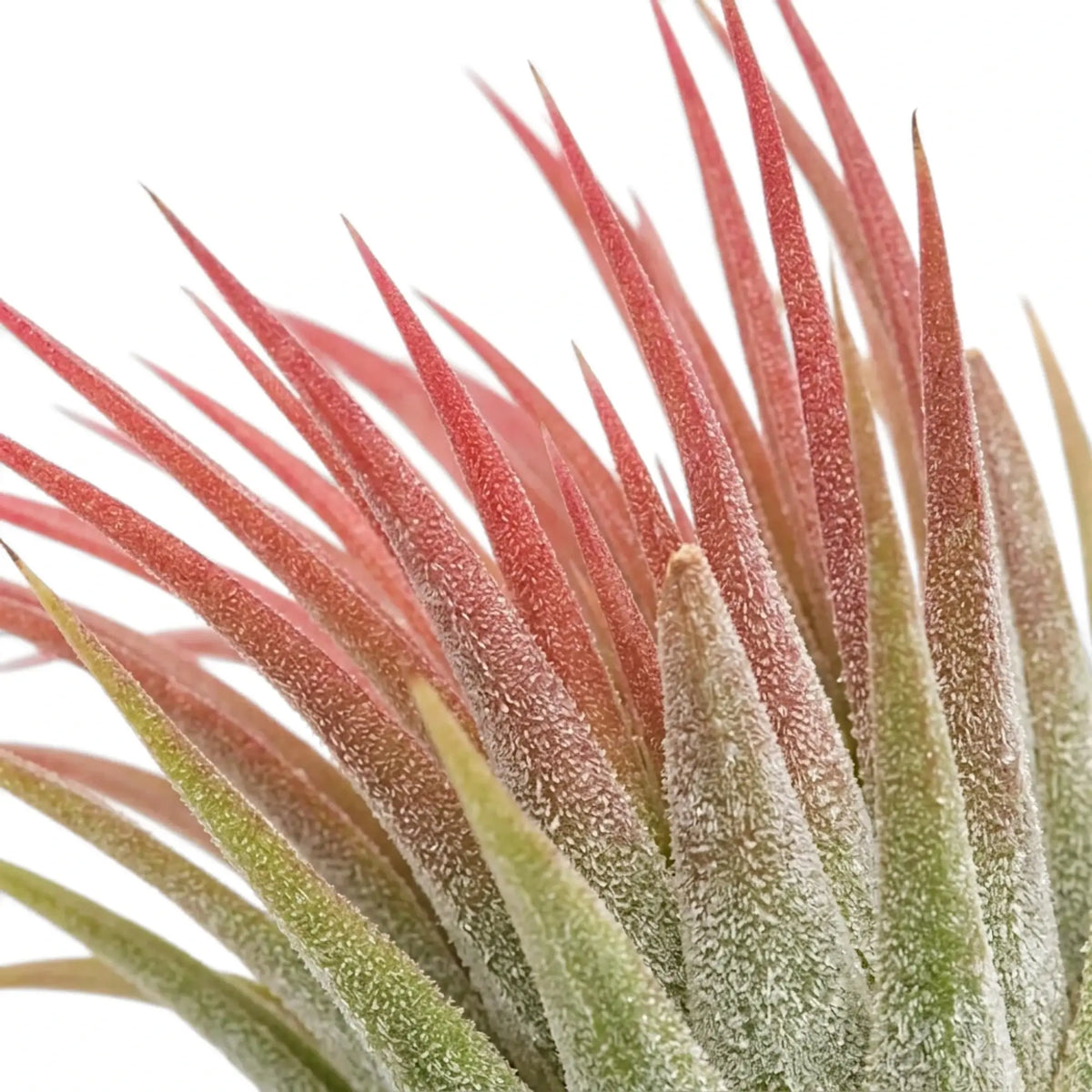 Tillandsia ionantha foliage close-up