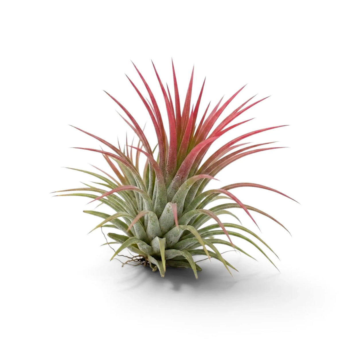 Tillandsia ionantha air plant