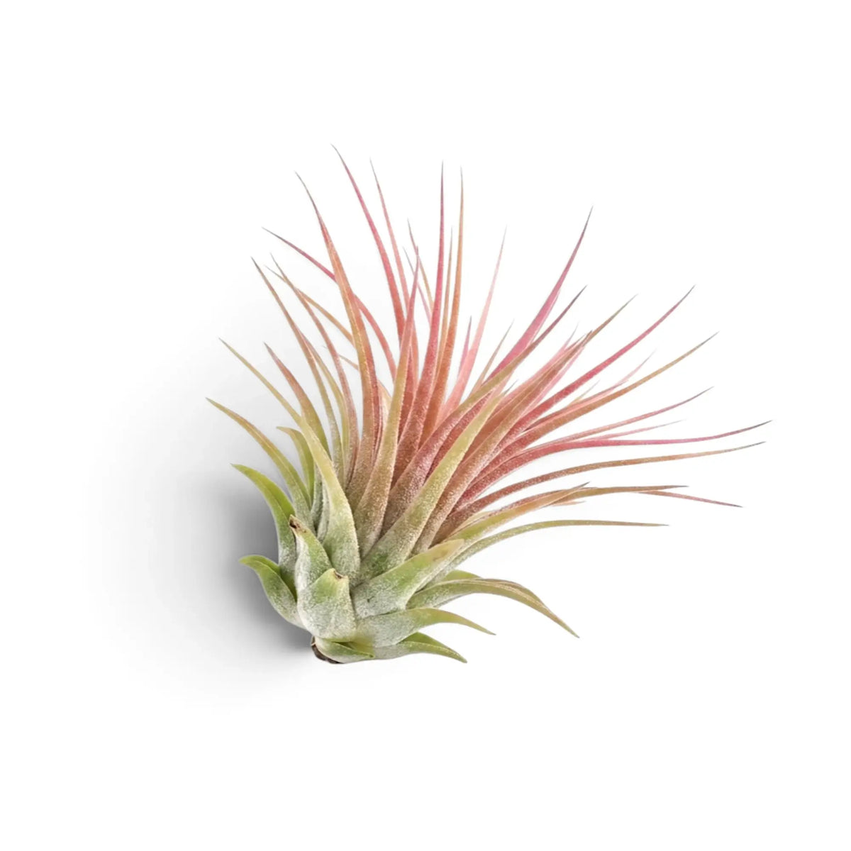 Tillandsia ionantha air plant