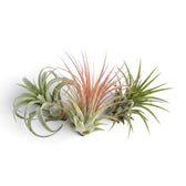 Tillandsia ionantha air plant