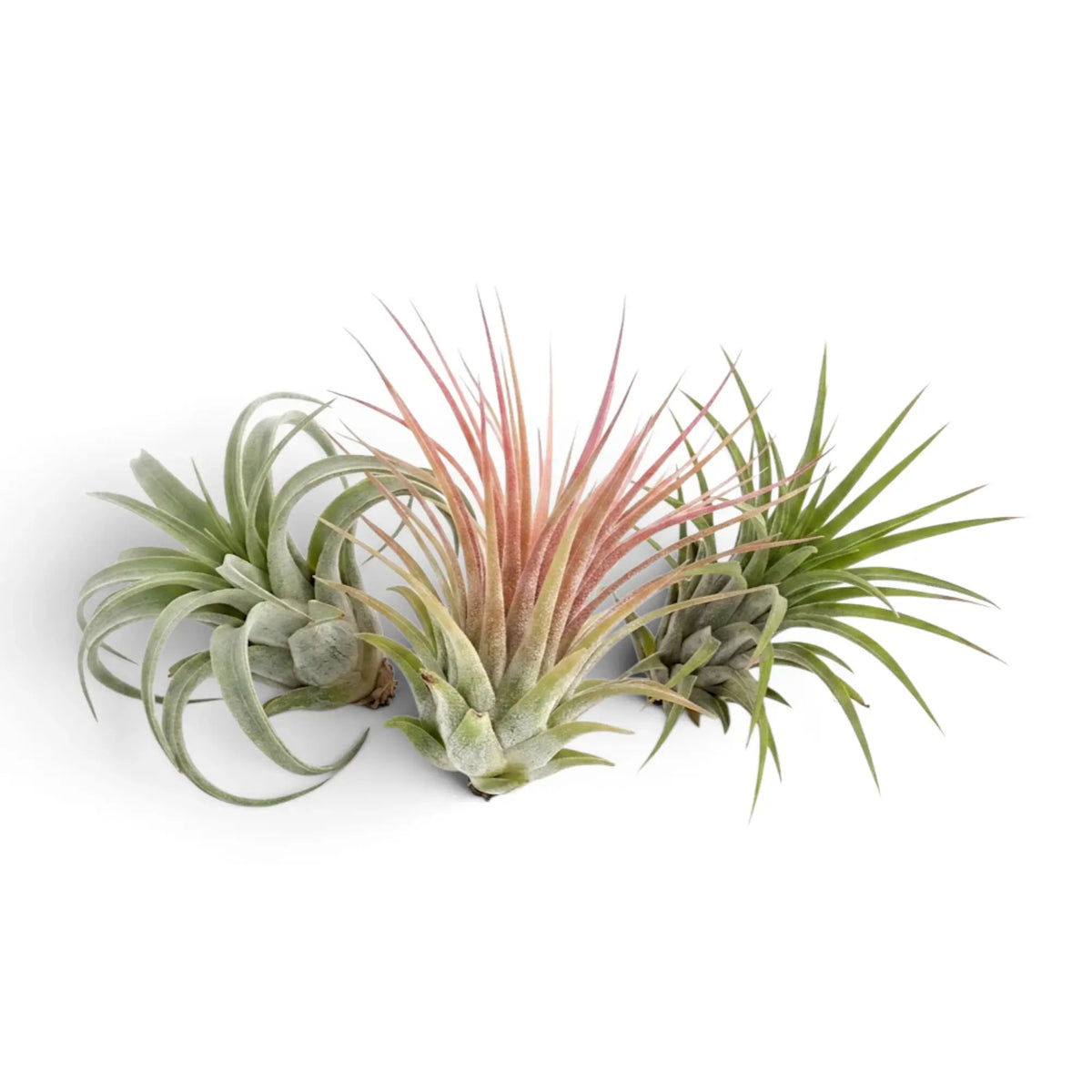 Tillandsia ionantha air plant