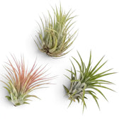 Tillandsia ionantha air plant