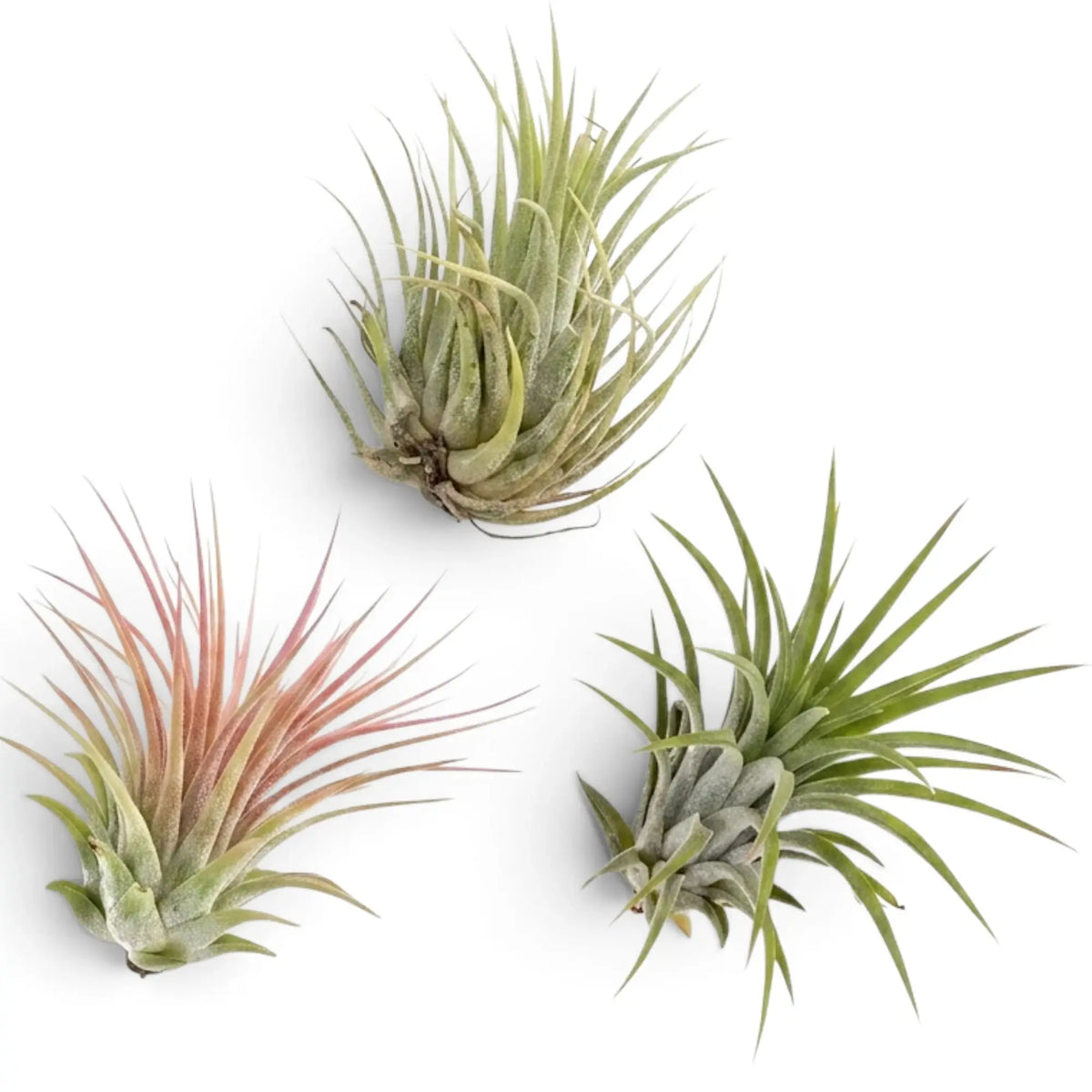 Tillandsia ionantha air plant