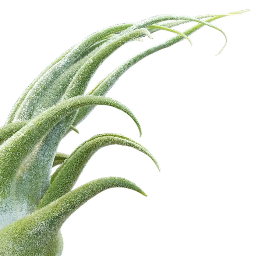 Nahaufnahme von Tillandsia seleriana vor weißem Hintergrund.