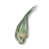 Tillandsia seleriana potted plant in nursery pot on white background.
