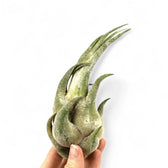Tillandsia seleriana potted plant in nursery pot on white background.