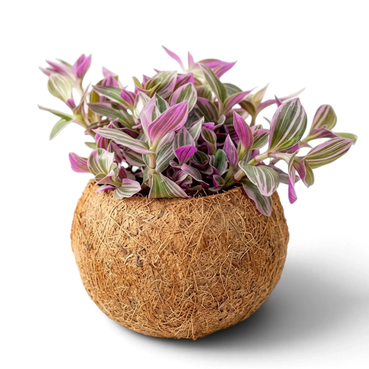 Tradescantia zebrina ‘Sweetness’ in a hanging Kokodama with pink, green and silver striped foliage