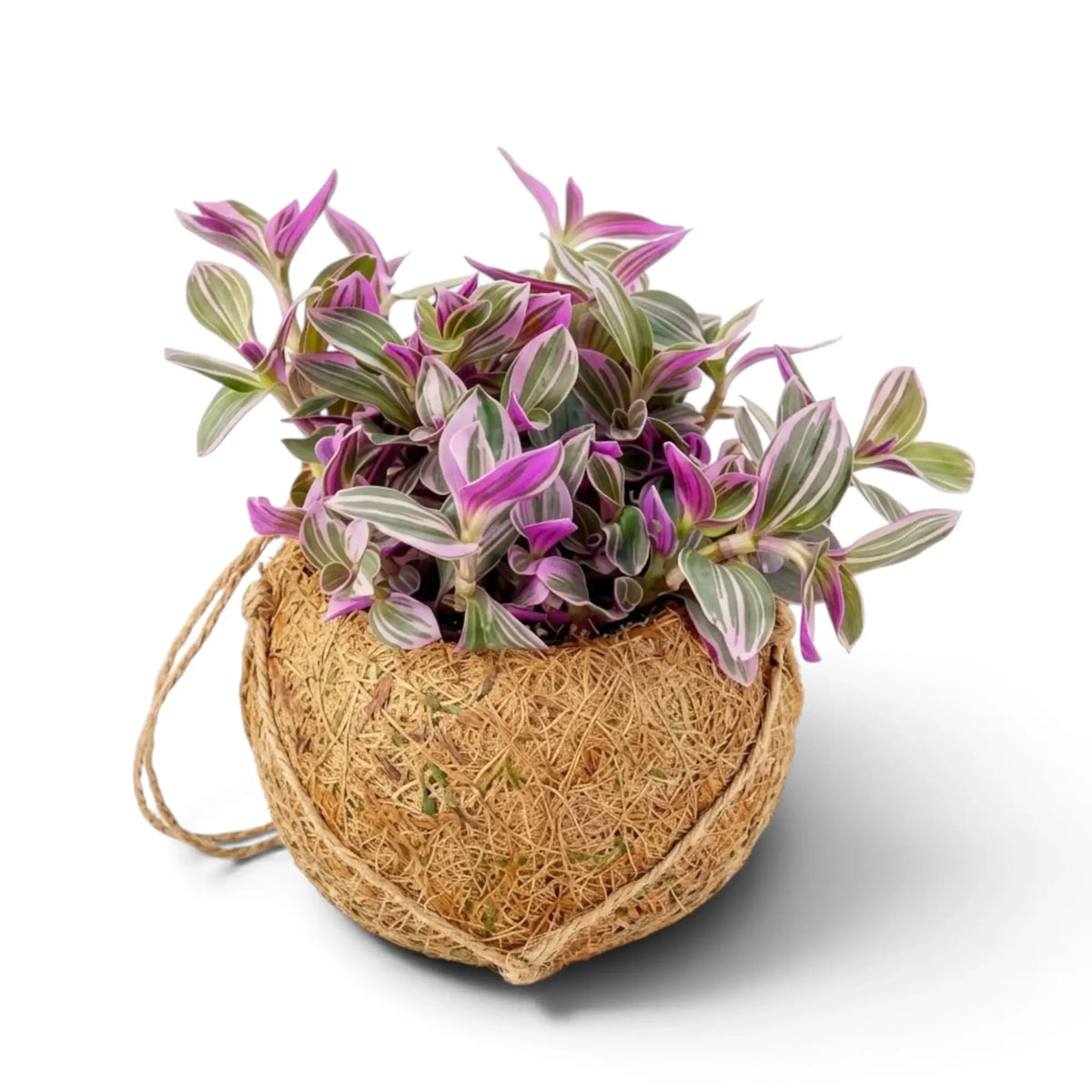 Hanging Tradescantia zebrina ‘Sweetness’ Kokodama with compact pastel-striped leaves