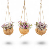 Tradescantia zebrina ‘Sweetness’ growing from a rounded fibre-wrapped hanging Kokodama