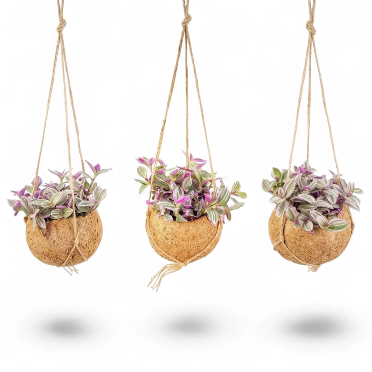 Tradescantia zebrina ‘Sweetness’ growing from a rounded fibre-wrapped hanging Kokodama