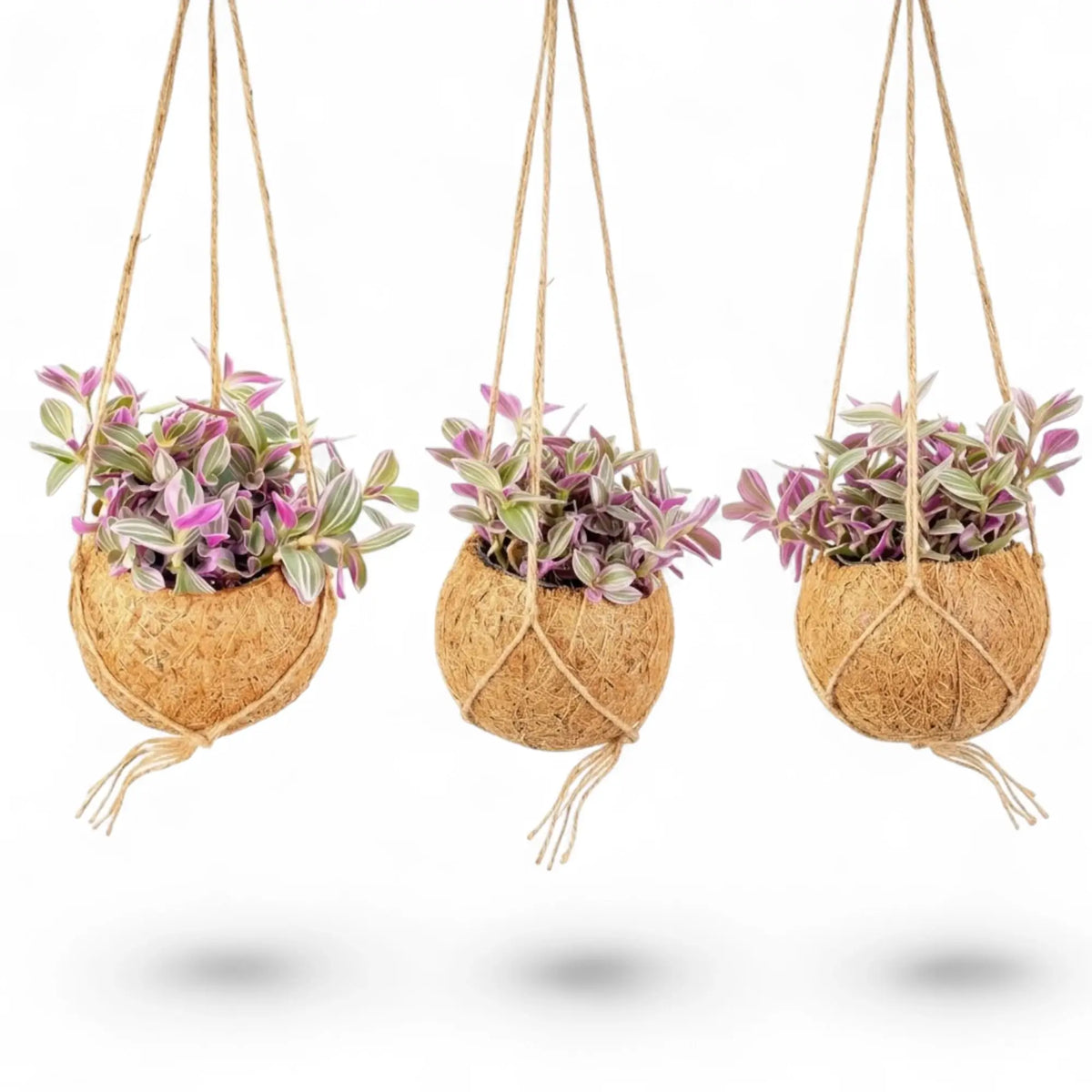 Tradescantia zebrina ‘Sweetness’ in a suspended fibre ball with striped leaves on trailing stems