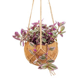 Tradescantia zebrina ‘Sweetness’ hanging Kokodama with close-set pink, green and silver striped leaves