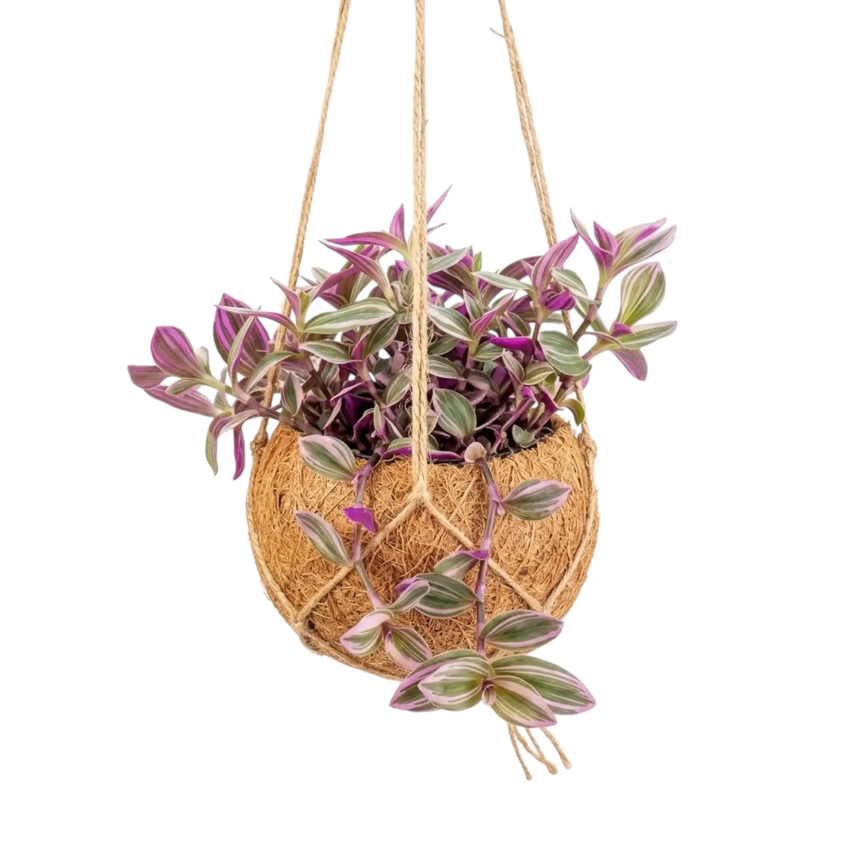 Tradescantia zebrina ‘Sweetness’ hanging Kokodama with close-set pink, green and silver striped leaves