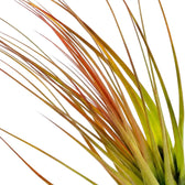 Nahaufnahme von Tillandsia tricolor mit schmalen Blättern, deren Farbe von Grün zu rötlichem Orange übergeht