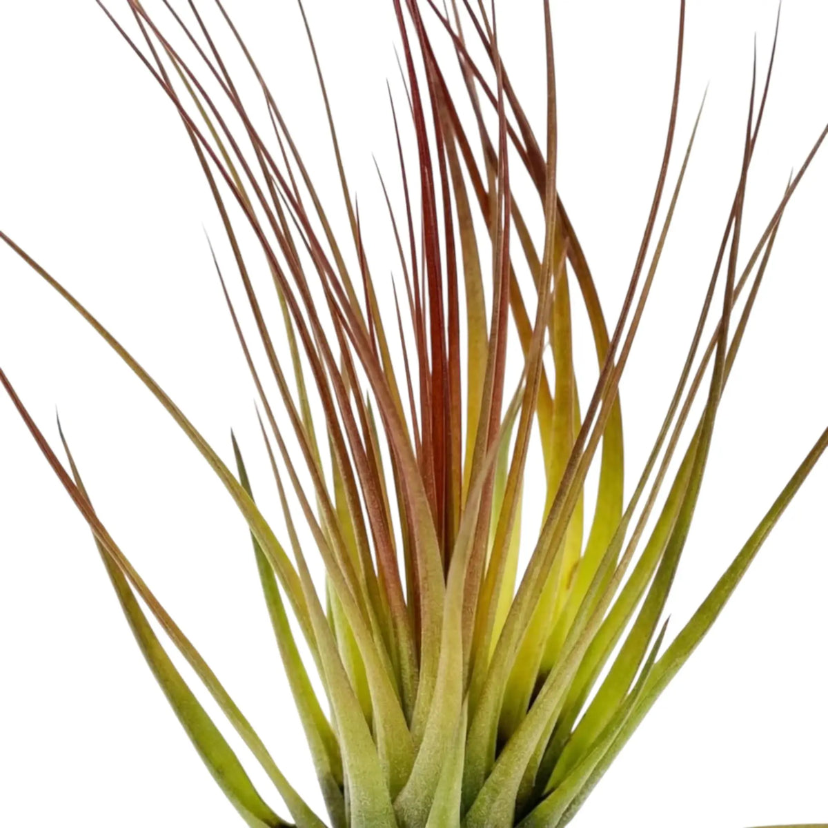 Nahaufnahme von Tillandsia tricolor mit grünen Blättern und weinroter Tönung