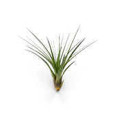 Aufrechte Tillandsia tricolor mit schmalen grünen Blättern, die sich aus dunkelrotbraunen Blattbasen auffächern