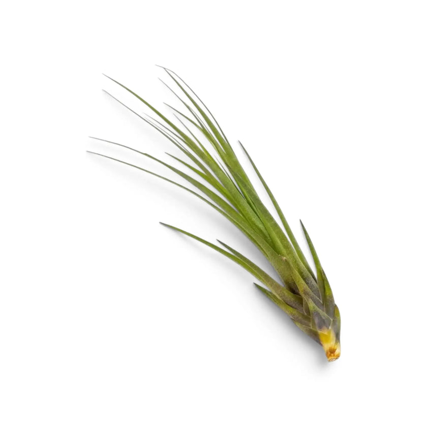 Tillandsia tricolor air plant with narrow green leaves and dark maroon leaf bases