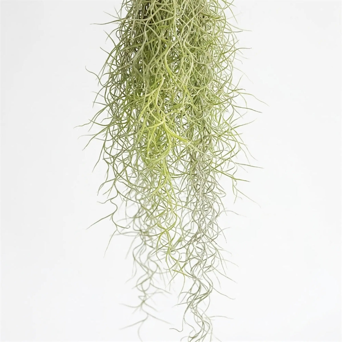 Close-up of the lower Tillandsia usneoides strands, showing their fine green-grey curls