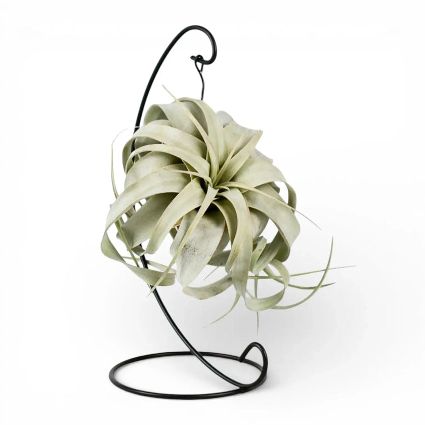 Tillandsia xerographica – Zimmerpflanze im Kulturtopf auf weißem Hintergrund, Produktfoto 1.