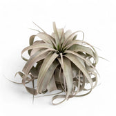 Tillandsia xerographica potted plant in nursery pot on white background.