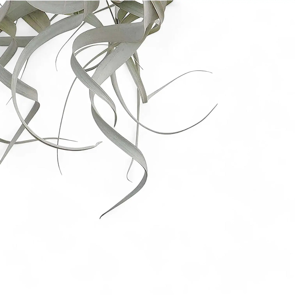 Tillandsia xerographica potted plant in nursery pot on white background.