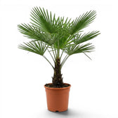 Beispielexemplar einer Trachycarpus-fortunei-Palme im Topf vor weißem Hintergrund