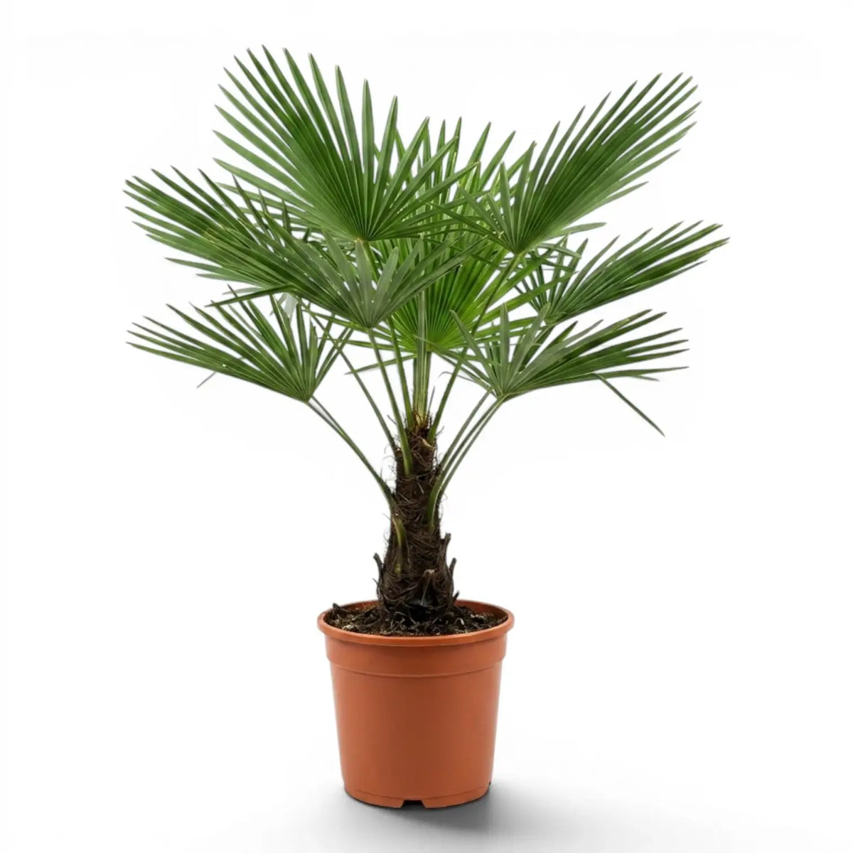 Beispielexemplar einer Trachycarpus-fortunei-Palme im Topf vor weißem Hintergrund