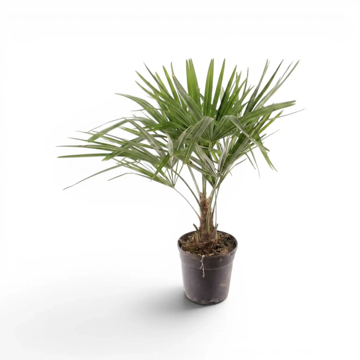Beispielexemplar einer Trachycarpus-fortunei-Palme im Topf vor weißem Hintergrund