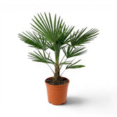 Beispielexemplar einer Trachycarpus-fortunei-Palme im Topf vor weißem Hintergrund