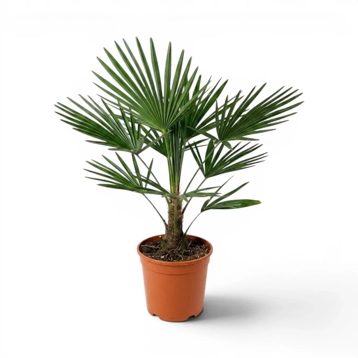 Beispielexemplar einer Trachycarpus-fortunei-Palme im Topf vor weißem Hintergrund
