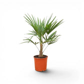 Beispielexemplar einer Trachycarpus-fortunei-Palme im Topf vor weißem Hintergrund