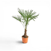 Trachycarpus-fortunei-Palme im Anzuchttopf vor weißem Hintergrund