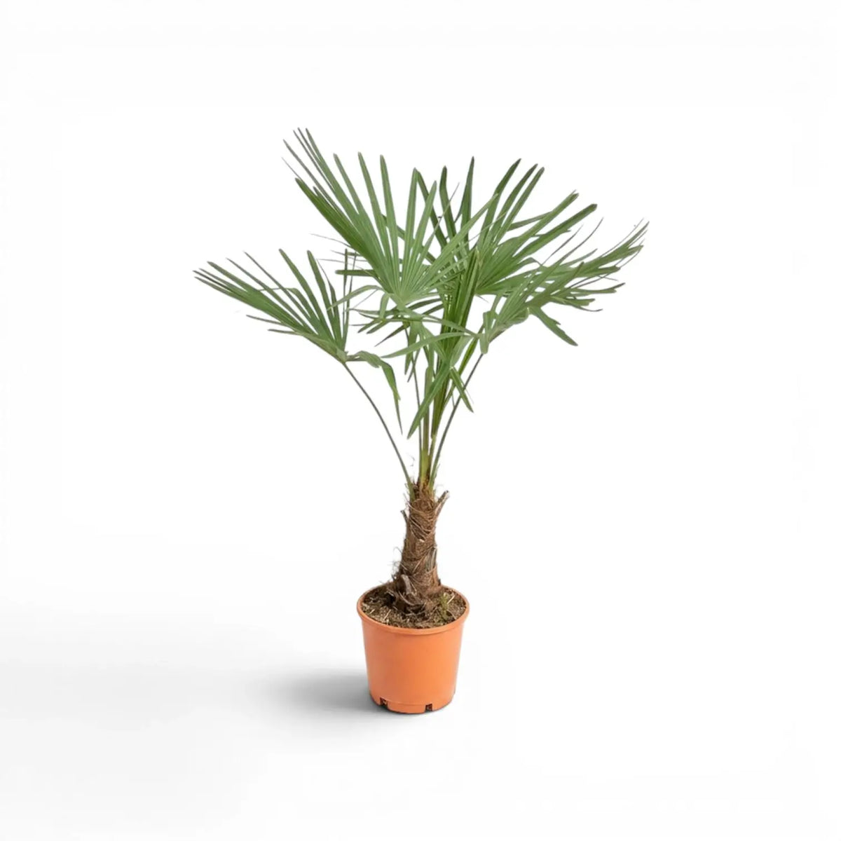 Trachycarpus-fortunei-Palme im Anzuchttopf vor weißem Hintergrund