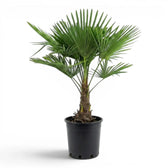 Trachycarpus-fortunei-Palme im Anzuchttopf vor weißem Hintergrund