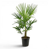 Trachycarpus-fortunei-Palme im Anzuchttopf vor weißem Hintergrund